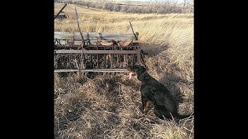 Gordon Setter Pointing Pheasant