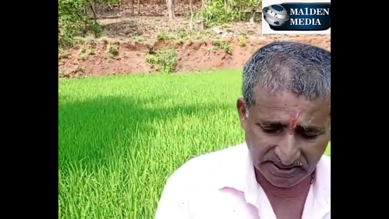 लाडफे येथील शेतकरी अच्युत गावस यांनी अथक परिश्रमाने टिकवुन ठेवली भात शेती. ll Maiden Media Goa ll