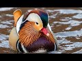 Mandarin Duck New York City - Central Park Birds - Nikon D500 & Nikkor 200-500mm