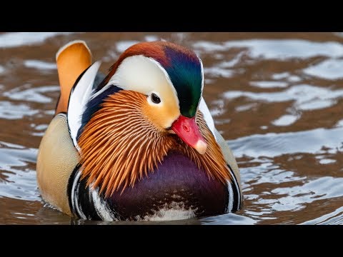Video: Bedövning Mandarin Duck Visas I Central Park I New York City