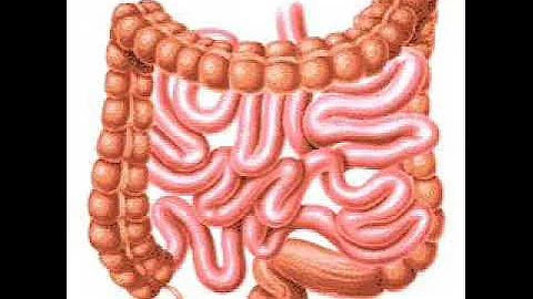 What does it mean to see intestines in a dream? #rüyatabirleri #dreaminterpretations #Rüyatabirleri
