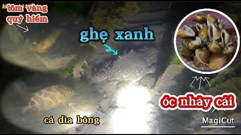 Lặn đêm săn óc nhảy cái và hải sản biển tại đảo rông khánh hòa rùng mình khi gặp luồn nước nhớt cấu