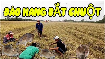 Đào Hang Bắt Chuột Mùa Gặt Lúa – Thu Hoạch Chuột Đồng Tươi Ngon Cực Đã