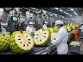 Inside Custard Apple Factory 🍏 | From Fruit to Dessert