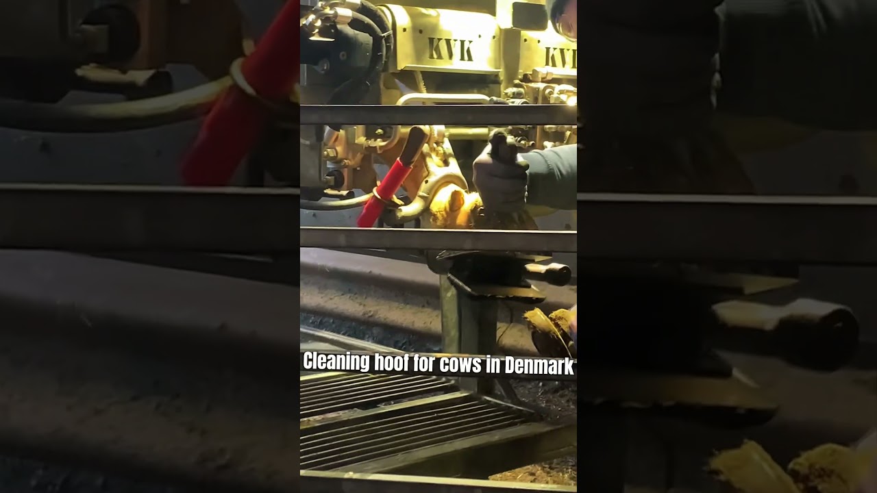 Cleaning cow's hoof in Denmark 