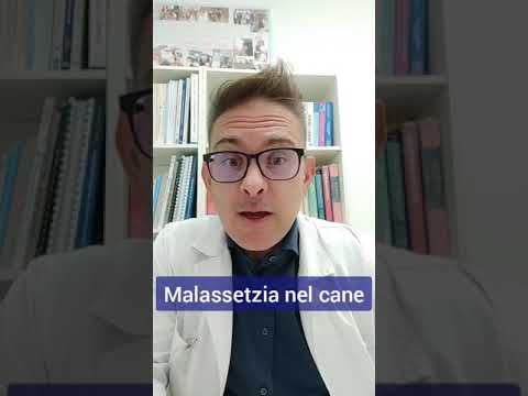 Video: Le allergie alimentari causano infezioni alle orecchie del tuo cane?