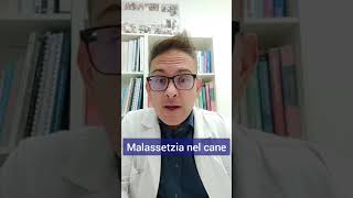 La malassetzia nel cane #malassezia #malassetzia #cane #dermatite #cane