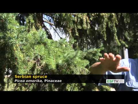 Video: Siberian Spruce