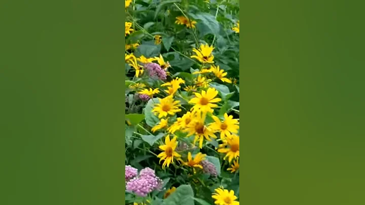 Wildflowers'A'Ye...  (c) Fran McGee 2018