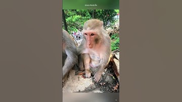 Tại sao khỉ trong các khu du lịch giúp con người nhổ gai . #shorts #kienthuc #khampha
