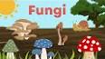 The Fascinating World of Fungi: From Soil Decomposers to Culinary Delights ile ilgili video