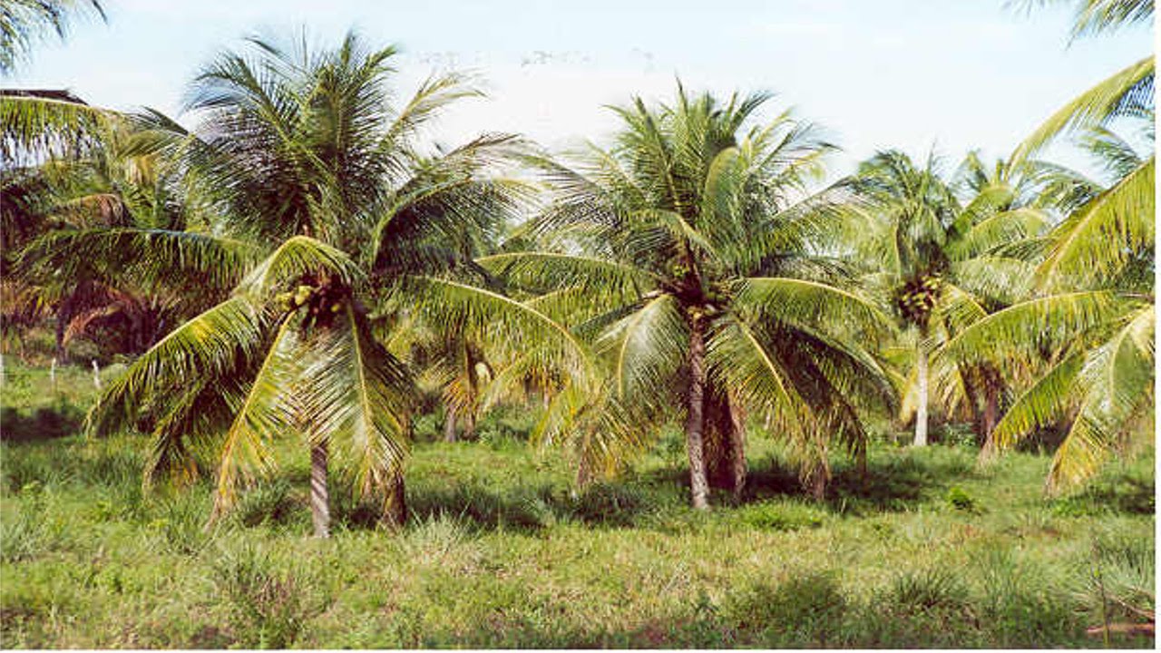 Resultado de imagem para coqueiros cultivo