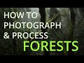 How to Photograph and Process Forests