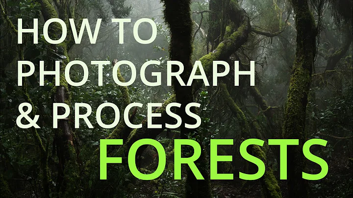 How to Photograph and Process Forests - DayDayNews