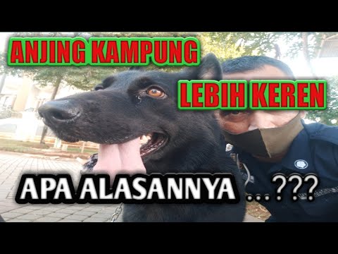 Video: Masalah Kesehatan Anjing: Apakah Anjing Ras Campuran Memiliki Keunggulan Dibandingkan Anjing Trah?