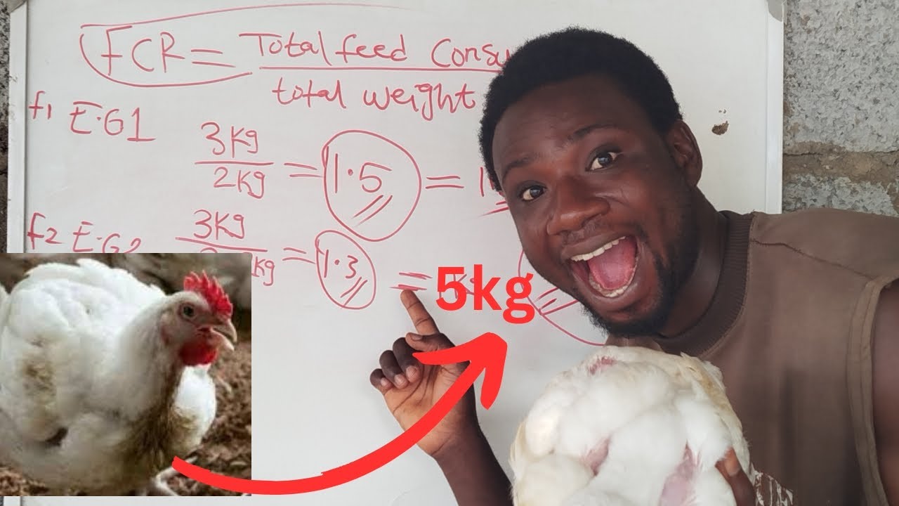 Stop Wasting Feed// How to Cut Costs & Boost Chicken Weight for More ...