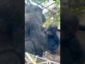 Baby Gorilla SANTARO Looking At Human Kids 👀🦍 Kyoto City Zoo