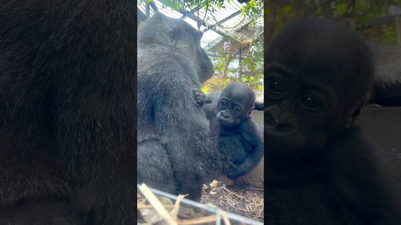 Baby Gorilla SANTARO Looking At Human Kids 👀🦍 Kyoto City Zoo