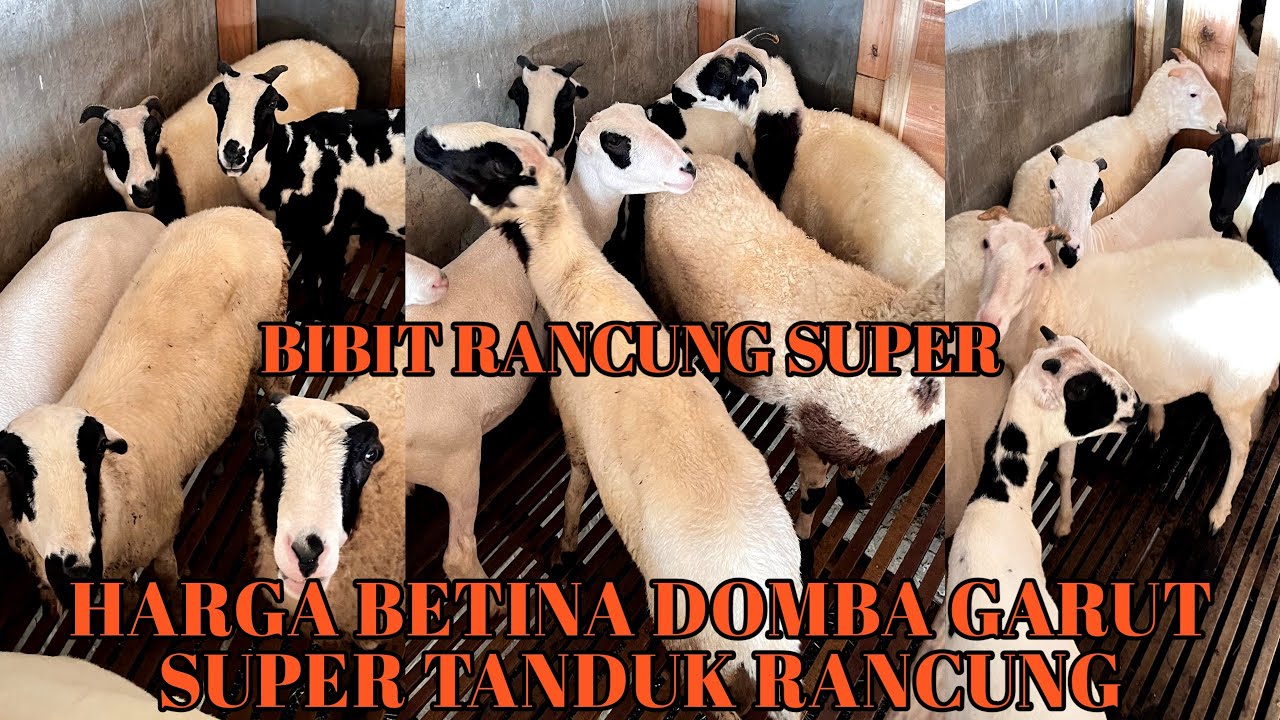 Harga Domba Garut Dara dan Indukan Big Bertanduk Super Untuk Ternak