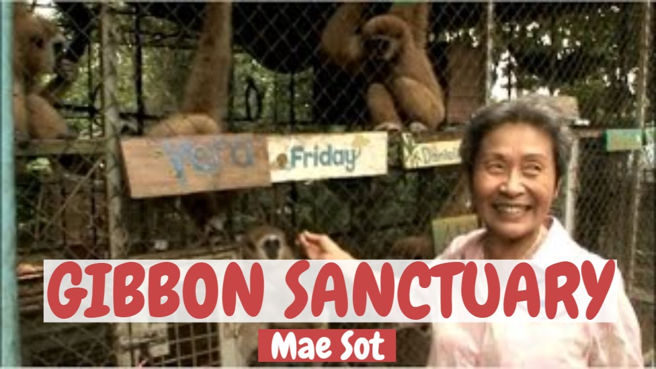 Mae Sot Thailand - The Highland Farm and Gibbon Sanctuary