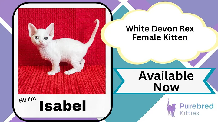 Watch the video about Isabel White Devon Rex Female Kitten Available Now | Purebred Kitties
