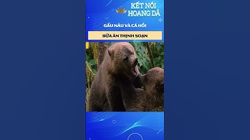 Gấu Nâu Và Bữa Tiệc Cá Hồi Từ Mẹ Thiên Nhiên  #animals #khampha #reviewphim #wildlife #shorts