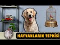 HAYVANLARIN TEPKİSİ!