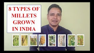 Millets & types of Millets grown in India