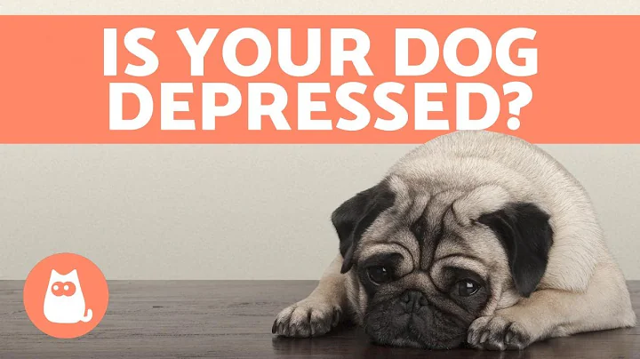 Hundens depression - Symptom och Hur man agerar