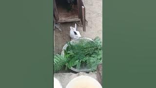 #video पागल निखी हो - #samarsingh -#chahattsingh - #manishsinghkatta New Bhojpuri Sad Song 2024#sad