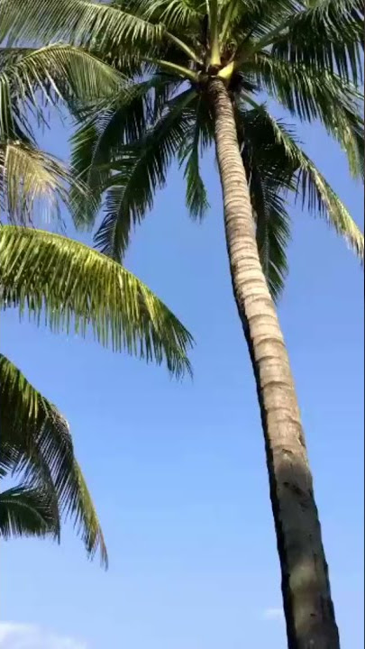 Mentahan WA | Blue Sky