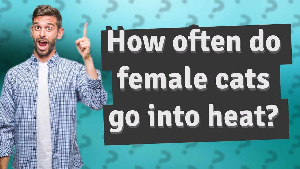 How often do female cats go into heat? YouTube