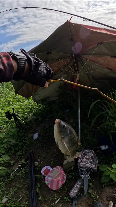 gede banget #carps #fishing