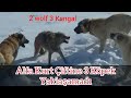 3 KANGAL 2 KURDA NEDEN YAKLAŞAMADI ? (Vahşi Anadolu)