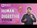 Human digestive system and digestion