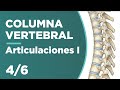 COLUMNA VERTEBRAL: Articulaciones cervicales, torácicas, lumbares  😱