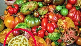 31 Mayıs 2024 bir fideden 10 kilo domates
