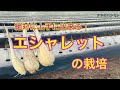 【プロが教える】エシャレット 栽培　タネのハシモト