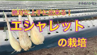 プロが教える エシャレット 栽培 タネのハシモト Youtube