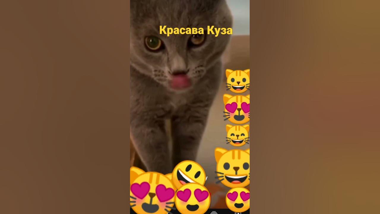 видео немоë кот про шпрот - YouTube