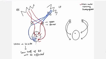 Facial Nerve Lesions | UMN vs LMN | USMLE & FCPS Exam High Yield Neuro Lecture