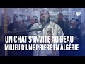 Ref:ao4onaftdac Un chat s'invite au beau milieu d'une pri�re dans une mosqu�e en alg�rie