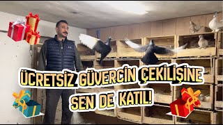 ÜCRETSİZ GÜVERCİN ÇEKİLİŞİ! KUŞÇULAR BUYRUN :)