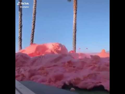 World record elephant toothpaste