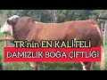 TOHUMLUK BOĞA ÇİFTLİĞİMİZ GÜNCEL