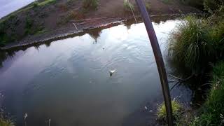 Ловля голавля на опарыша на реке Ошторма