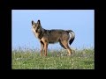 Lupo solitario in Abruzzo