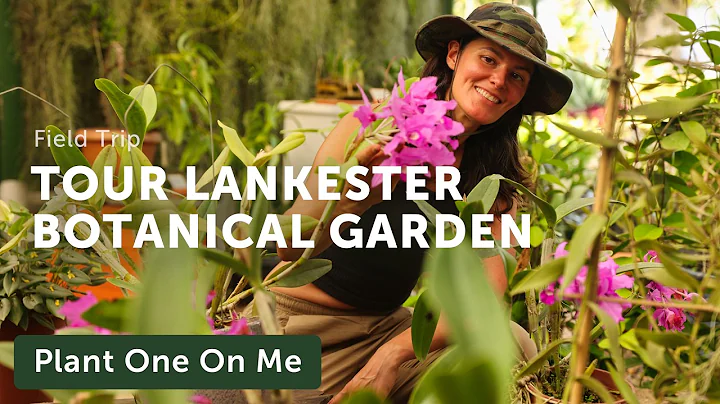 Costa Rica's LANKESTER BOTANICAL GARDEN Tour  — Ep. 405 thumbnail