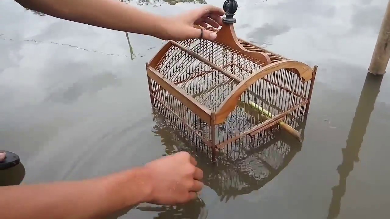 Perangkap Ikan Unik & Kreatif Dengan Sangkar Burung 