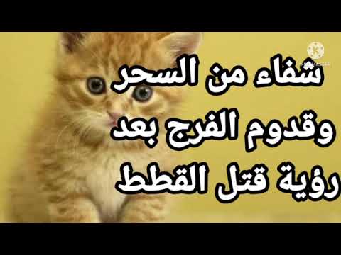 قتل القطط في المنام ذبح القطة بالحلم وعلاقتها بشفاء من السحر وقدوم الفرج تفسير الاحلام فاطمة الزهراء